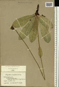Trommsdorffia maculata (L.) Bernh., Восточная Европа, Центральный район (E4) (Россия)