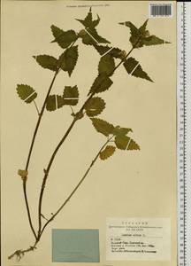 Яснотка белая, Глухая крапива L., Сибирь, Алтай и Саяны (S2) (Россия)