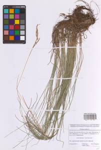 Овсяница красная L., Восточная Европа, Московская область и Москва (E4a) (Россия)