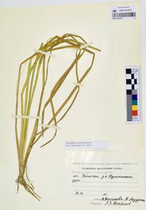 MAG 0003367, Sparganium × probatovae Tzvelev, Сибирь, Чукотка и Камчатка (S7) (Россия)