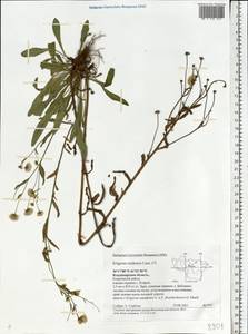Erigeron brachycephalus H. Lindb., Восточная Европа, Центральный район (E4) (Россия)