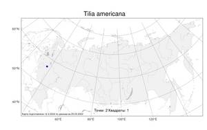 Tilia americana, Липа американская L., Атлас флоры России (FLORUS) (Россия)