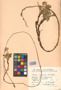 Паррия голостебельная (L.) Regel, Восточная Европа, Северный район (E1) (Россия)