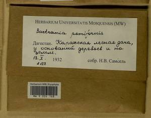 Bartramia pomiformis Hedw., Гербарий мохообразных, Мхи - Северный Кавказ и Предкавказье (B12) (Россия)