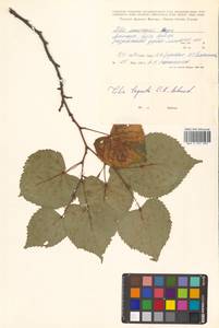 Липа амурская Rupr., Сибирь, Дальний Восток (S6) (Россия)