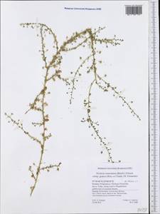Kickxia commutata (Bernh. ex Rchb.) Fritsch, Западная Европа (EUR) (Греция)