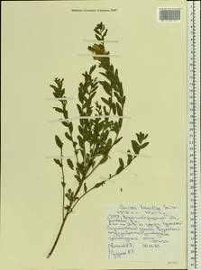 Genista tinctoria subsp. tinctoria, Восточная Европа, Северо-Украинский район (E11) (Украина)
