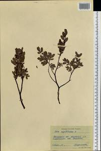 Ива черничная L., Сибирь, Западная Сибирь (S1) (Россия)