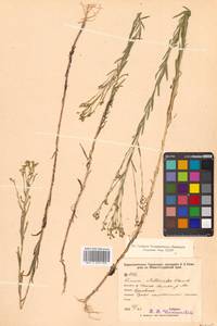 Лен стеллеровидный Planch., Сибирь, Дальний Восток (S6) (Россия)