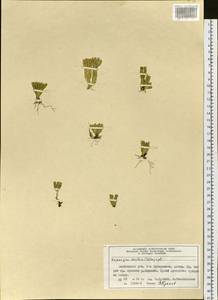 Huperzia selago subsp. appressa (Bach. Pyl. ex Desv.) D. Löve, Сибирь, Центральная Сибирь (S3) (Россия)