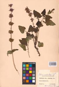 MHA 0 156 468, Шалфей мутовчатый L., Восточная Европа, Центральный лесостепной район (E6) (Россия)