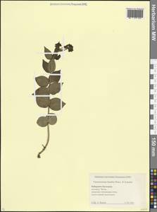 Ластовень погребальный Boiss. & Kotschy, Кавказ, Ставропольский край, Карачаево-Черкесия, Кабардино-Балкария (K1b) (Россия)