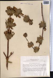 Phlomoides hissarica (Regel) Adylov, Kamelin & Makhm., Средняя Азия и Казахстан, Памир и Памиро-Алай (M2) (Узбекистан)