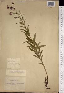 Chamaenerion angustifolium subsp. angustifolium, Сибирь, Якутия (S5) (Россия)