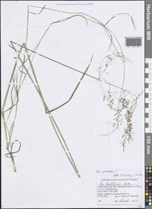 Мятлик болотный L., Восточная Европа, Волжско-Камский район (E7) (Россия)