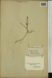 Crepis zacintha (L.) Babc., Зарубежная Азия (ASIA) (Турция)