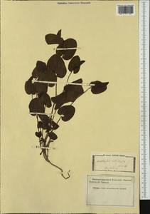 Aristolochia rotunda L., Западная Европа (EUR) (Италия)