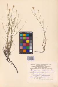 Гвоздика жесткая M.Bieb., Восточная Европа, Нижневолжский район (E9) (Россия)