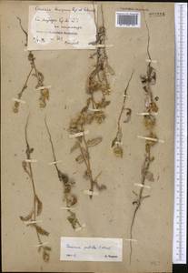 Cousinia pusilla C. Winkl., Средняя Азия и Казахстан, Сырдарьинские пустыни и Кызылкумы (M7) (Узбекистан)