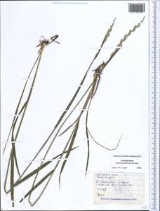 Пырейник ползучий (L.) Gould, Кавказ, Азербайджан (K6) (Азербайджан)