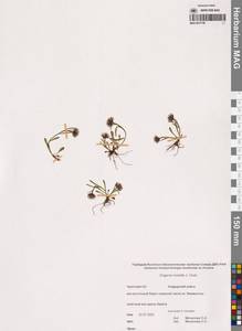 Мелколепестник низкий Graham, Сибирь, Чукотка и Камчатка (S7) (Россия)