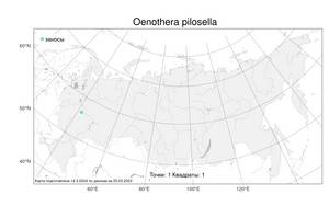 Oenothera pilosella, Ослинник ястребинковый Raf., Атлас флоры России (FLORUS) (Россия)
