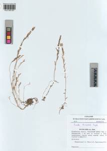 KUZ 005 057, Draba lanceolata Royle, Сибирь, Алтай и Саяны (S2) (Россия)