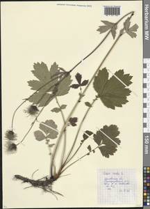 Гравилат речной L., Восточная Европа, Московская область и Москва (E4a) (Россия)