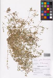 Stellaria apetala Bernardino, Восточная Европа, Центральный район (E4) (Россия)