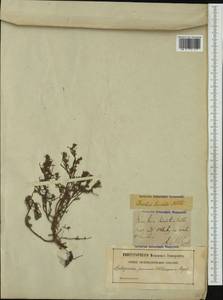 Spirobassia hirsuta (L.) Freitag & G. Kadereit, Западная Европа (EUR) (Швеция)