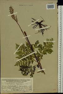 Botrypus virginianus (L.) Michx., Восточная Европа, Волжско-Камский район (E7) (Россия)
