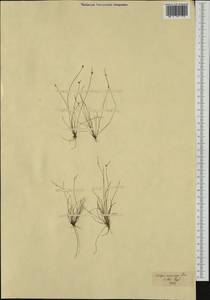 Isolepis cernua, Ботанические сады и дендрарии (GARD) (Эстония)