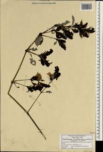Strobilanthes kunthiana (Wall. ex Nees) T. Anderson ex Benth., Зарубежная Азия (ASIA) (Индия)