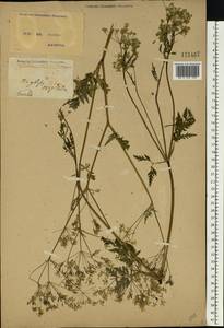 Купырь лесной (L.) Hoffm., Восточная Европа, Северо-Украинский район (E11) (Украина)