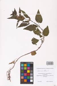 MHA 0 154 431, Яснотка белая, Глухая крапива L., Восточная Европа, Центральный лесостепной район (E6) (Россия)