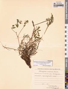 Астрагал приморский Boriss., Сибирь, Чукотка и Камчатка (S7) (Россия)