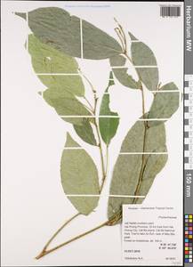 Phyllanthaceae, Зарубежная Азия (ASIA) (Вьетнам)