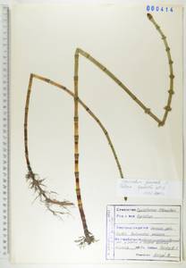 Хвощ зимующий L., Сибирь, Дальний Восток (S6) (Россия)