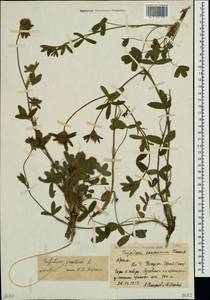 Trifolium ochroleucon subsp. ochroleucon, Крым (KRYM) (Россия)