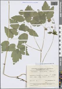 Василисник клубненосный Maxim., Сибирь, Дальний Восток (S6) (Россия)