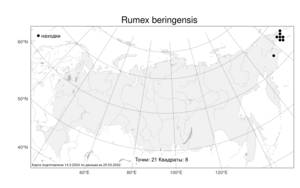 Rumex beringensis, Щавель берингийский Jurtzev & V. V. Petrovsky, Атлас флоры России (FLORUS) (Россия)