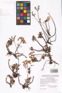 Очиток гибридный (L.) 't Hart, Восточная Европа, Восточный район (E10) (Россия)