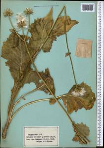 Asteraceae, Средняя Азия и Казахстан, Памир и Памиро-Алай (M2) (Таджикистан)