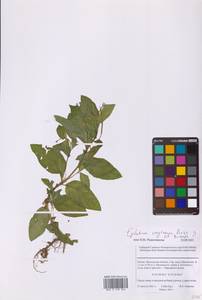 Кипрей розовый  (Boiss.) P.H.Raven, Восточная Европа, Московская область и Москва (E4a) (Россия)