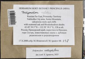 Didymodon calciphilus Ignatova & Ignatov, Гербарий мохообразных, Мхи - Дальний Восток (без Чукотки и Камчатки) (B20) (Россия)