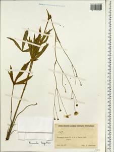 Ranunculus brotherusii var. tanguticus (Maxim.) M. Tamura, Зарубежная Азия (ASIA) (КНР)