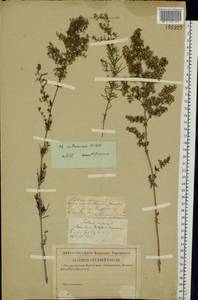 Подмаренник русский Willd., Восточная Европа, Средневолжский район (E8) (Россия)