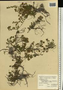 Thymus × dimorphus Klokov & Des.-Shost., Восточная Европа, Центральный лесостепной район (E6) (Россия)