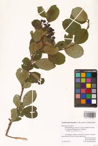 Sorbaronia × fallax C.K.Schneid., Восточная Европа, Центральный район (E4) (Россия)