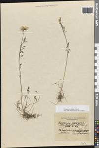 Cardamine pratensis subsp. dentata (Schult.) Čelak., Восточная Европа, Московская область и Москва (E4a) (Россия)